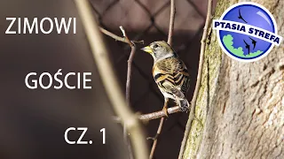 Zimowi goście cz. 1