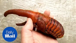 Here's what a Hercules beetle looks like when it's still a pupa - Daily Mail