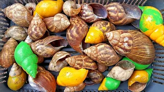 🐌 striped snail ||colorful snail|| albino ||snail snail|| golden snail
