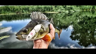 PIKE | PERCH | MOUSE ARDEA | TOP WATER ATTACK
