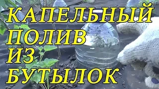 Капельный полив бутылками - всё гениально и просто! Эффективный капельный полив !