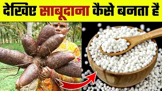 देखिए साबूदाना कैसे बनता है | Sabudana Making Process | How it's made Sago | Tapioca Making Process