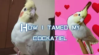 How to tame a wild Cockatiel Easily