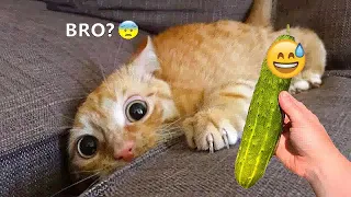 🙀🐱 So Funny! Funniest Cats and Dogs 2024 😘😸 Funny Animal Videos # 62