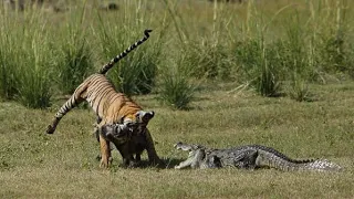 Tiger killing a Wild Boar and a Crocodile wants its share! October 2020 Ranthambore, India