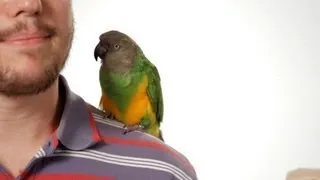 How to Potty Train Your Parrot | Parrot Training