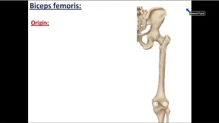 Back of Thigh and Popliteal Fossa - Dr. Ahed Farid