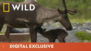 A Reindeer Calf Is Born | Alaska Animal Rescue | National Geographic Wild UK