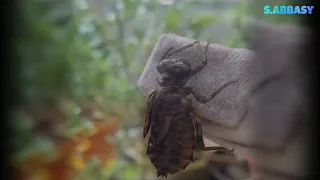 Amazing Creatures | Dragonflies and Cicadas | Molting Process.
