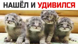 Фермер нашел необычных котят, они выросли и превратились в невероятное