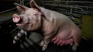 The Lives of Mother Pigs - The Real Price of Bacon