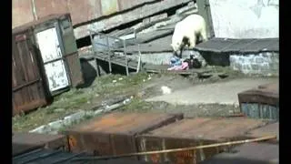 Polar bear attacks woman in Chukotka