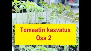 Tomaatin kasvatus osa 2 - Potitus, lannoitus ja karaisu