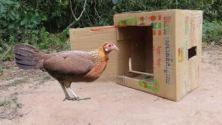 Easy Wild Chicken Trap Using Cardboard - Simple Bird Trap Work 100%