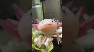 Как часто надо кормить аксолотля #аксолотль #axolotl