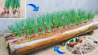 Idea of ​​​​growing onions on a banana tree without using soil | Growing big, fat green onions