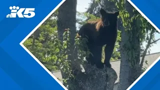 Black bear roams Lakewood neighborhood, prompts brief school lockdown