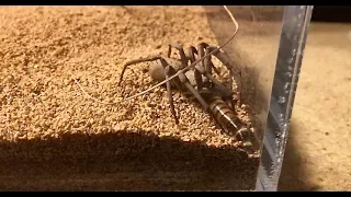 Feeding my six eyed sand spider (Sicarius terrosus)
