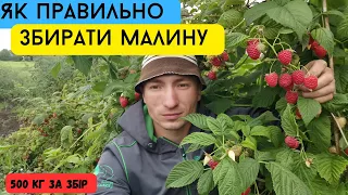 Зібрав 500 кілограм малини за день / Як правильно збирати малину / Плодоношення малини