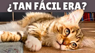 EVITA que tu gato se ABURRA ➡️ 12 ideas geniales para ENTRETENER a tu gato en CASA