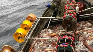 Modern automatic squid fishing technology - Easily harvest hundreds of tons of squid overnight