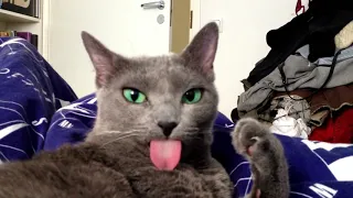 FUNNY!!!!!  My cat forgets her tongue out.