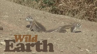 WildEarth - Sunrise - 30 April 2021