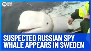 Suspected Russian Spy Whale Reappears In Sweden | 10 News First