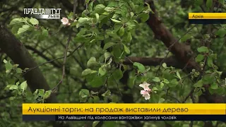 На Львівщині відбудуться  аукціонні торги необробленою деревиною. ПравдаТУТ Львів