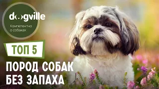 ТОП 5 Пород собак БЕЗ ЗАПАХА