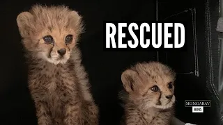 Cheetah cubs rescued from the Horn of Africa wildlife trade