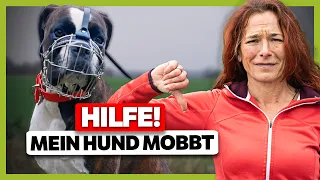 MOBBING unter Hunden: Das sind die Aufgaben des Hundehalters