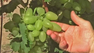 Feedback on grapes. Bazhen - white grapes