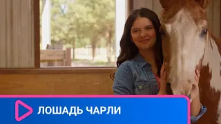 ЛЮБОВЬ К ЖИВОТНЫМ ВОСПИТЫВАЕТ ХАРАКТЕР В БУДУЩЕМ! Лошадь Чарли. ЛУЧШИЕ ФИЛЬМЫ