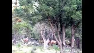 ELK CALLING WILD SOUNDS.AVI