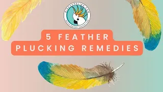 The Top 5 Essential Feather Plucking Remedies To Keep Your Bird Healthy And Happy