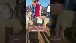 حولي العيد سوق الحد وثمن الحولي 😜🤫 خلغني