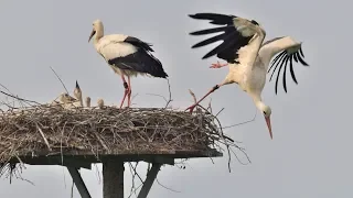 Störche im Enger Bruch, erster Ausflug_Video