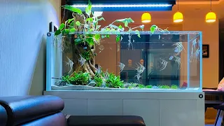 Amazing Planted Tank With Angelfish | Most Beautiful Angelfish Aquarium