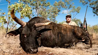 Wild Scrub Bull hunt - Dangerous Game