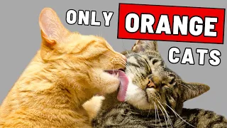 What Makes Orange Cats So Special