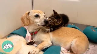 Tiny Dog Becomes A Mama To Dozens Of Rescue Kittens | Cuddle Buddies