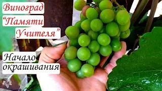 Виноград Памяти Учителя - начало окрашивания