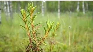 Багульник болотный