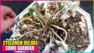 Cyclamen how to store bulbs put to sleep and preserve