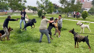 PERROS PODEROSOS coinciden en el mismo parque 🙉 ¿Cual se impone sobre todos? ❌❌❌