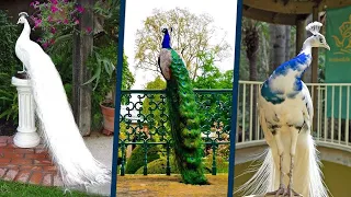 أجمل 5 طيور طاووس في العالم