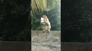 monkey prank