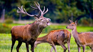 Autumn in Wales: Land of the Wild (4K Documentary) | Our World