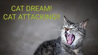 CAT ATTACKING IN DREAM MEANING - Interpretations Of Dreams #DreamInterpretations